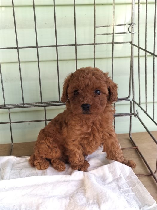 Щенята Той Пудель