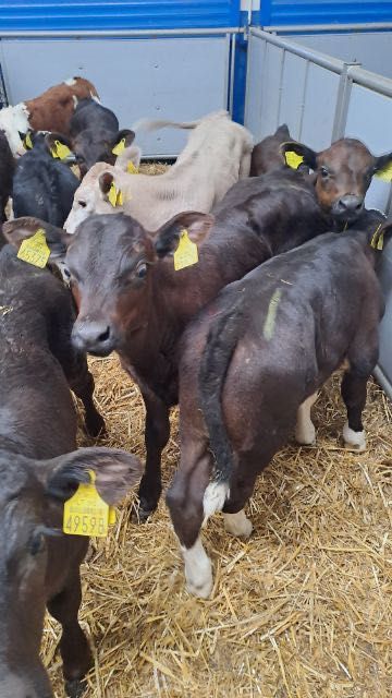 Cielaki mięsne byczki jałóweczki