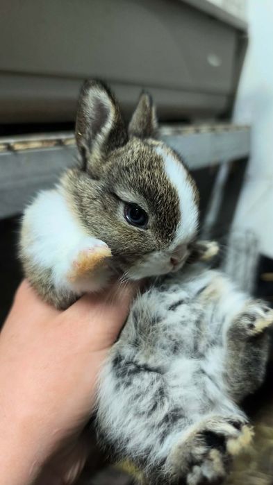 Coelho anão holandês (Netherland Dwarf )