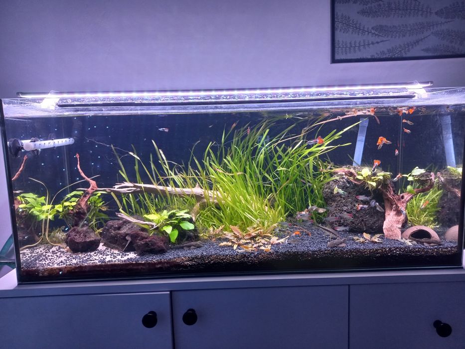 Akwarium 160l z życiem