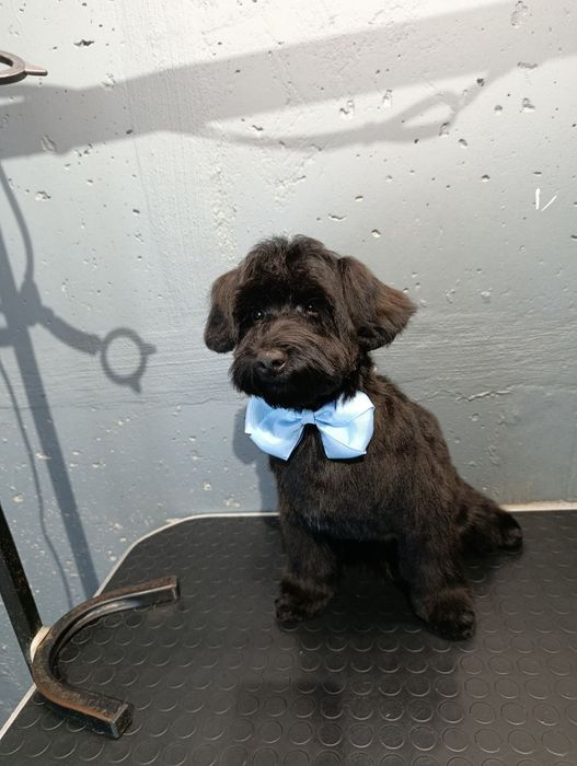 Мальтіпу хлопчик стандарт.