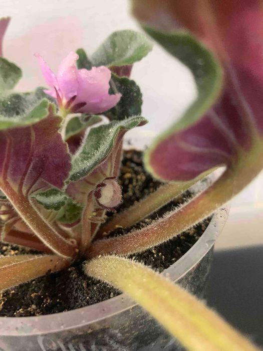 Продам фиалку розовую