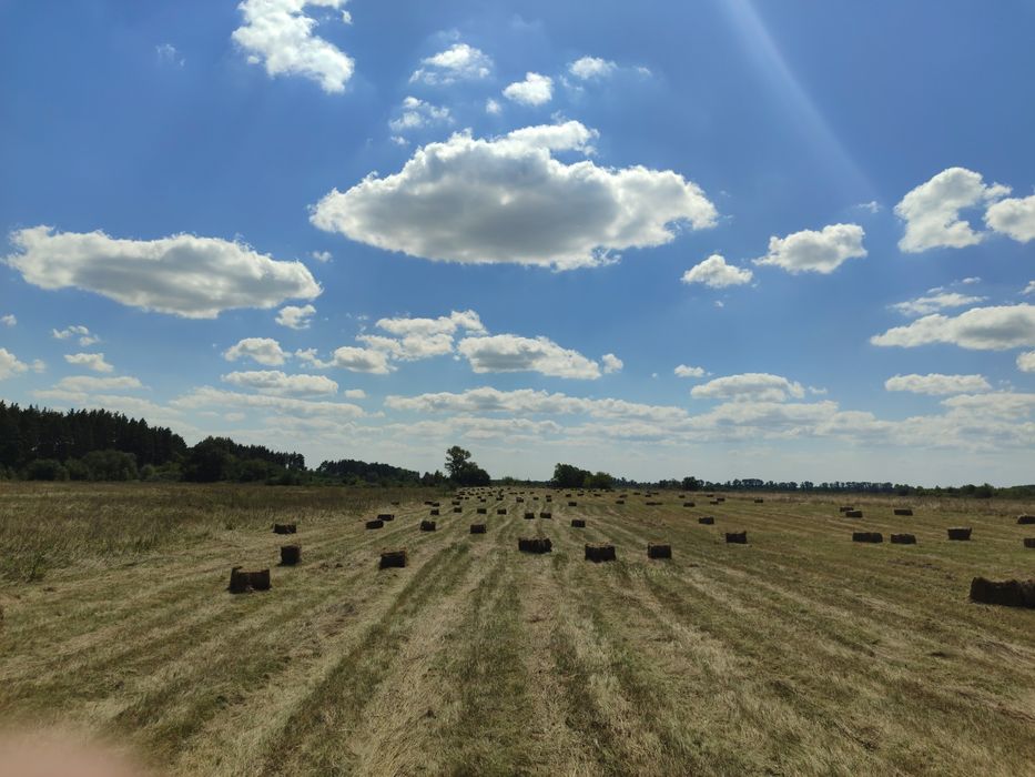 Продам сіно сено тюки 20кг  доставка