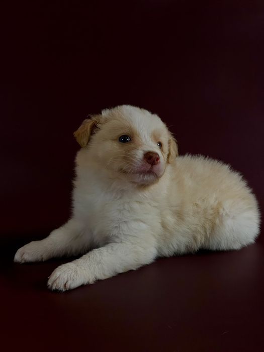 Border Collie   piesek  gold ee red-ZKwP FCI