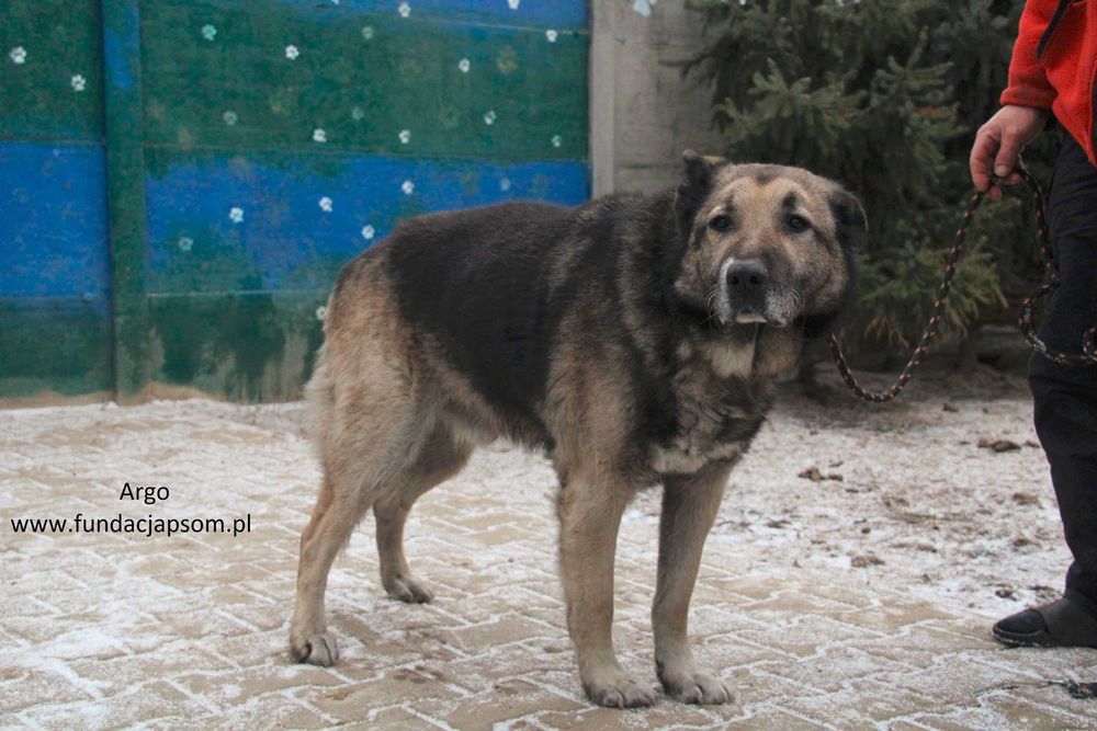 Argo szuka właściciela