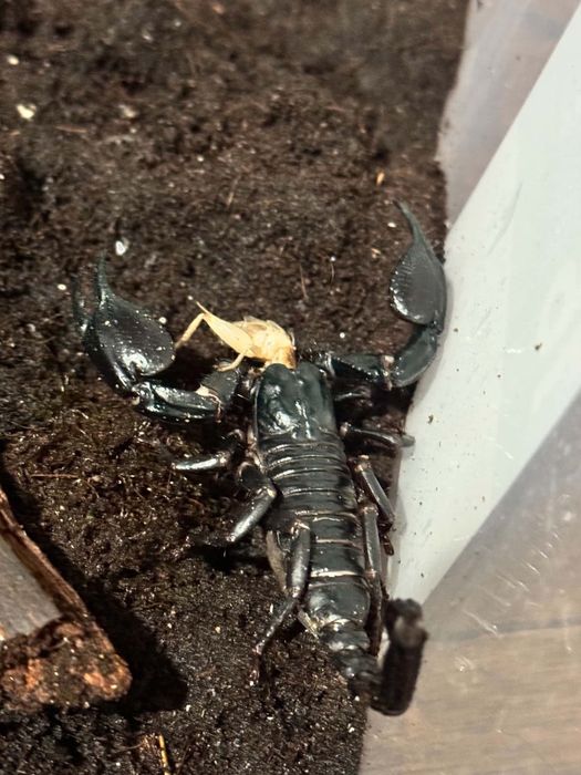 Skorpion Heterometrus silenus