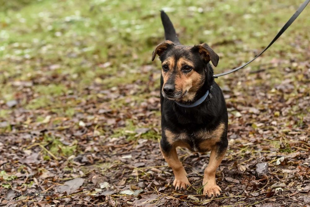 Bunia szuka kochającego domu!
