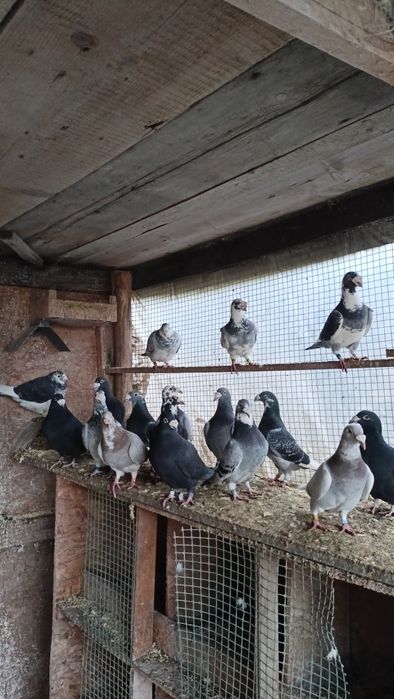 Staropolskie  młode i starsze