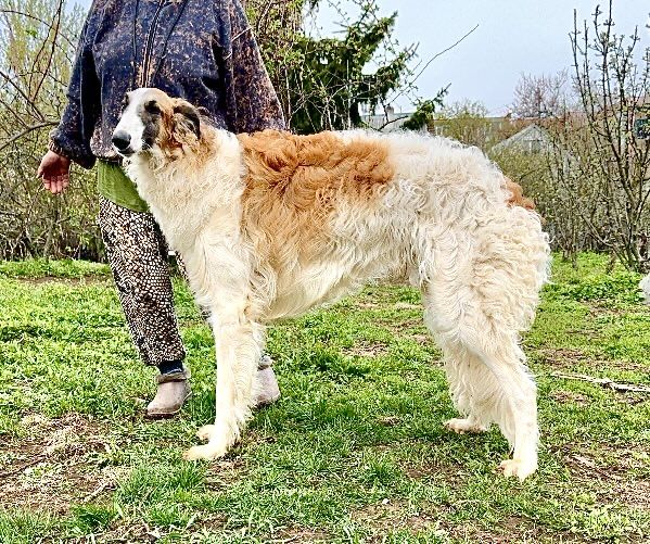 російський псовий хорт