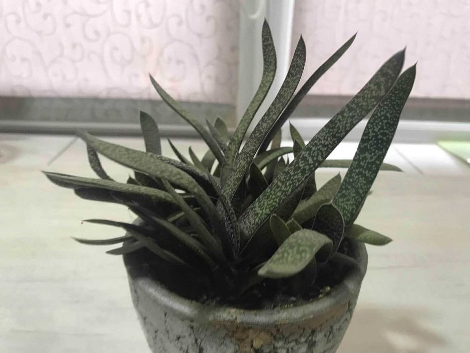 Комнатное растение гастерия бородавчатая вазон цветок в горшке