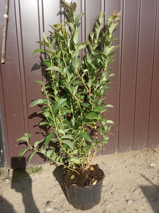 Drzewka Owocowe Wysyłka jabłoń gruszka śliwa wiśnia Producent