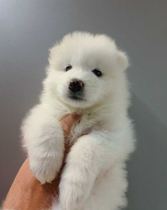 Samoyed szczenię ZKwP/ FCI