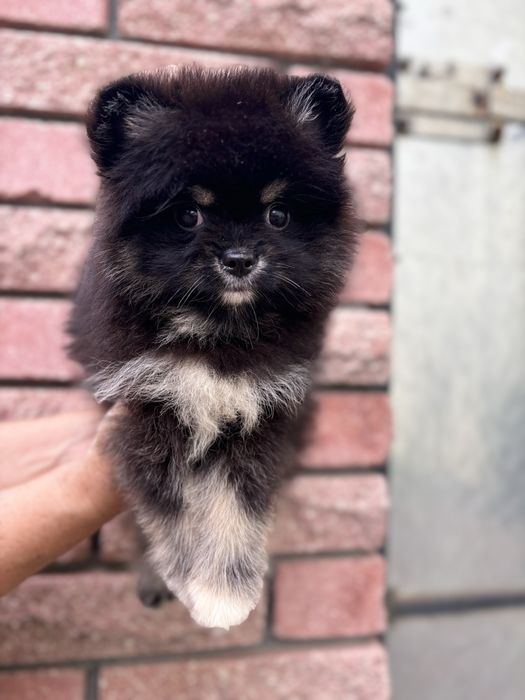 Хлопчина козак шпіц