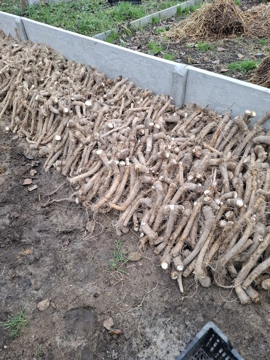 Sprzedam Chrzan Brudny Wysyłka!