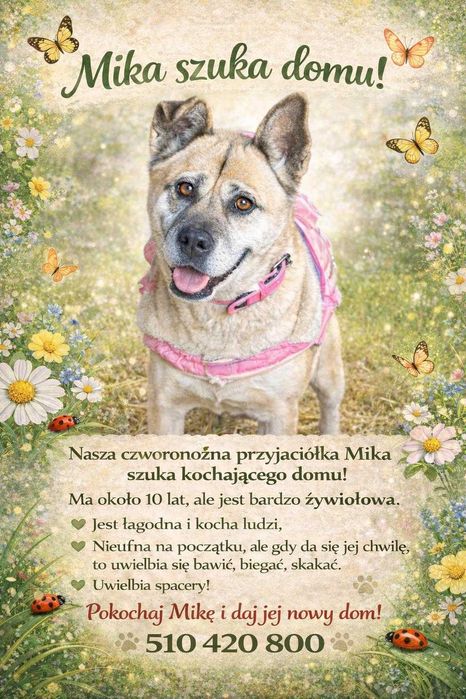 Adoptuj Mike. Piękna suczka