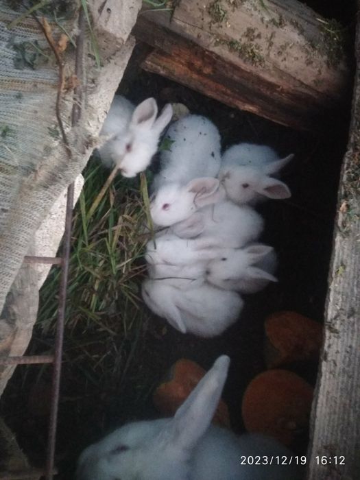 Кролики домашние