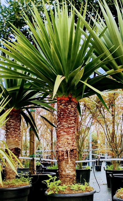 Dragoeiros ou Dracaena draco