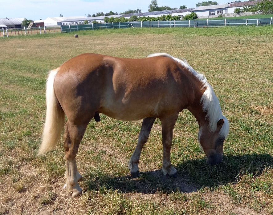 Stanowka krycie ogierem rasy haflinger Bary