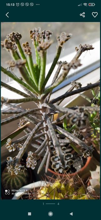 Продам кімнатні квіти