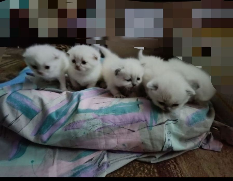 Продам шотландських котят окрас колор -пойнт