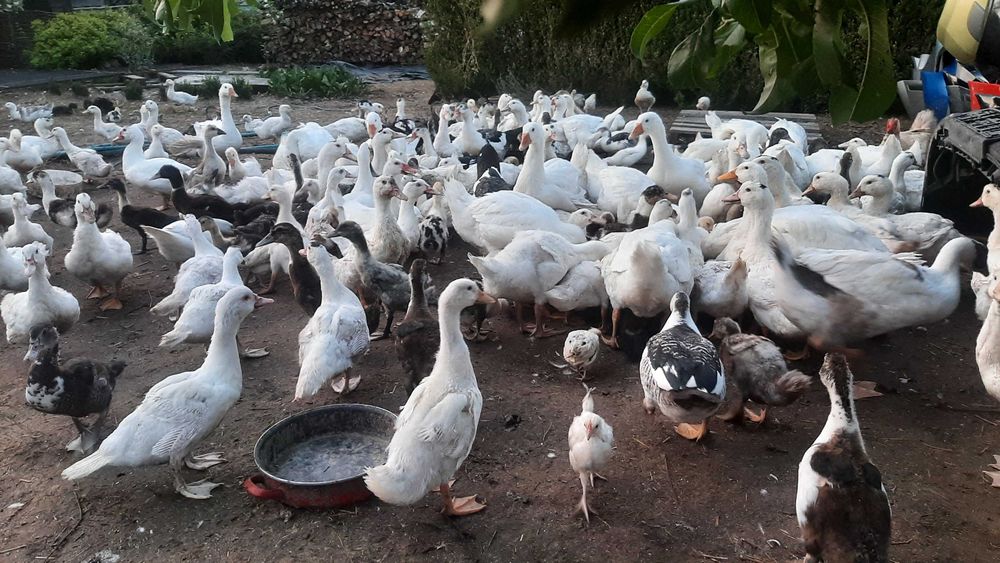 świąteczne kaczki gęsi tuszki z chowu przydomowego