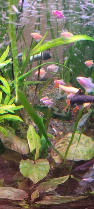 Witam sprzedam labeo