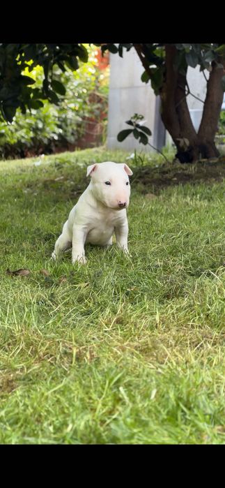 Bull Terrier miniatura macho com LOP e Afixo