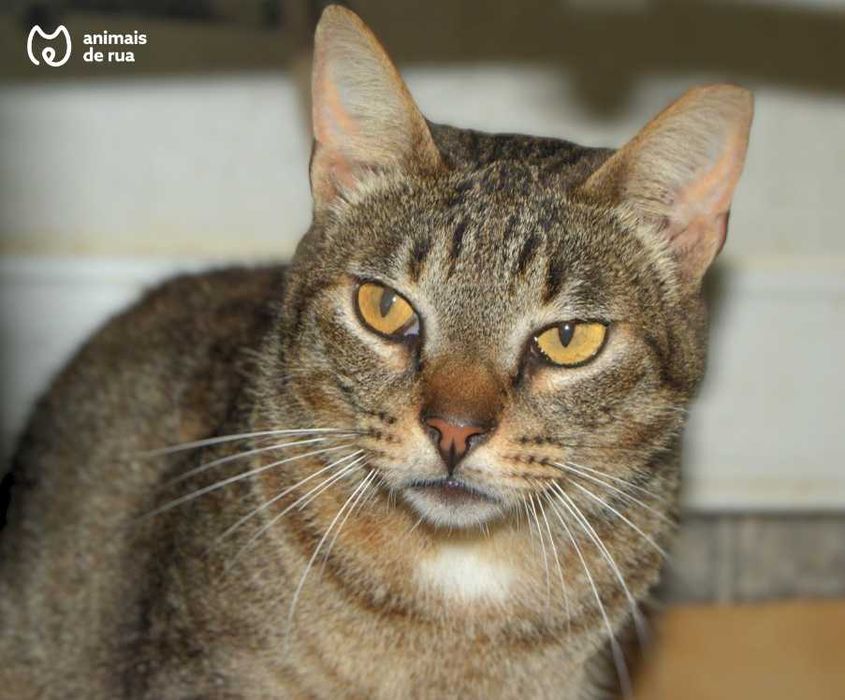 Vadinho | Para Adoção