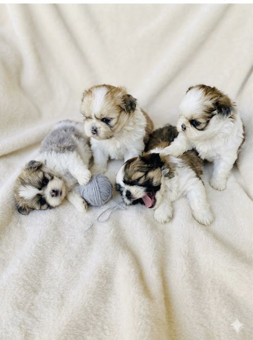 Shih tzu szczeniaczki do rezerwacji