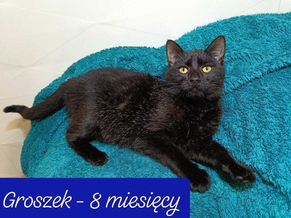 kociaki w fundacji kocia szansa