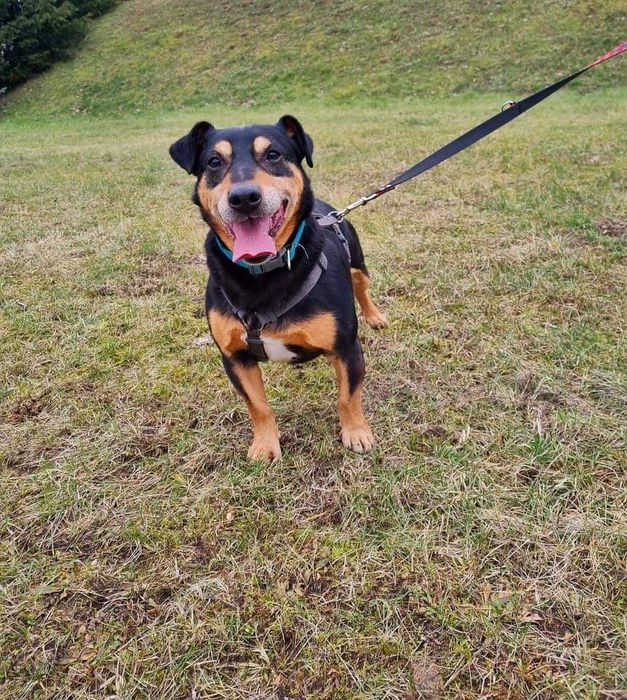 Cudny Rex do adopcji