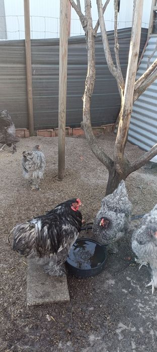 Casais de Brahma Azul