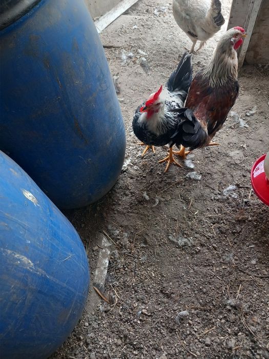 Galos e galinhas caseiros