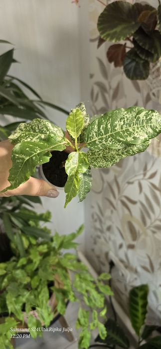 Домашні фікуси Нью-клон