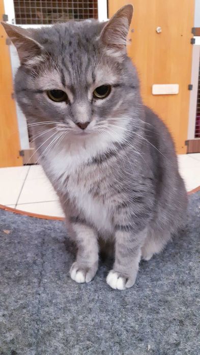 Кошечка Гайка Ищет дом