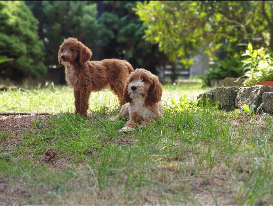 Irishdoodle szczeniak * Jak goldendoodle  *  Jak cockapoo CUDNE