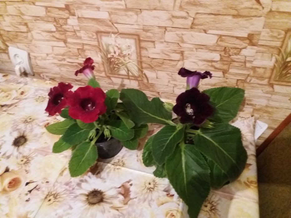 Глоксиния, фиалки