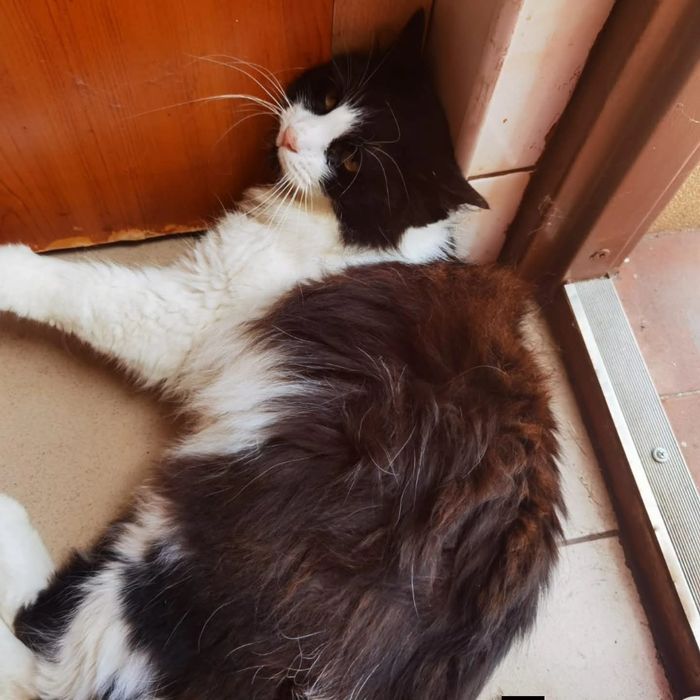 Adopcja dwóch kotów
