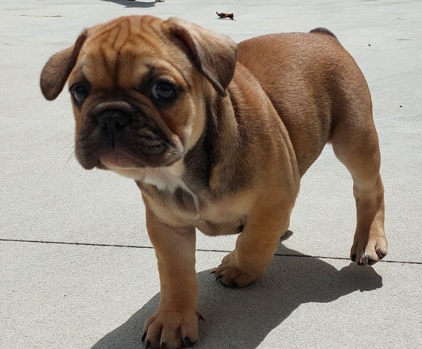 Bulldog francês menino red fawn