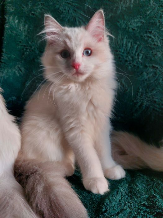 Felsia do rezerwacji Ragdoll FPL/FIFE