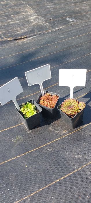 Rojniki i rozchodniki