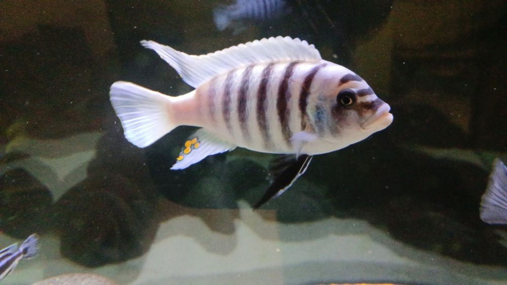 Ciclideos africanos malawi maison reef