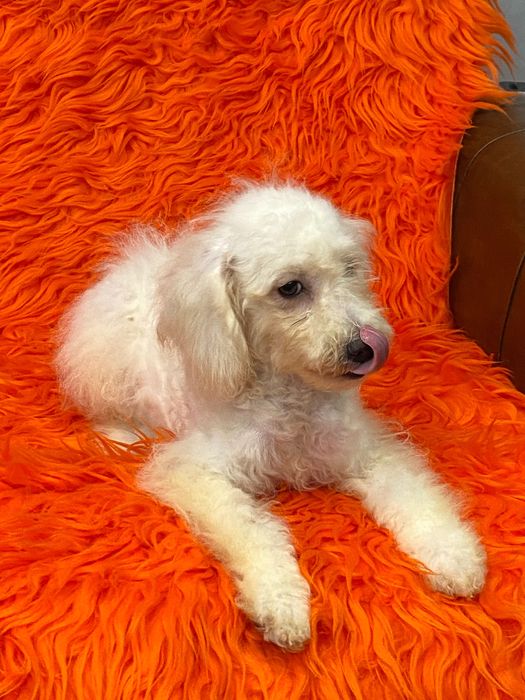 Sprzedam pięknego pudla