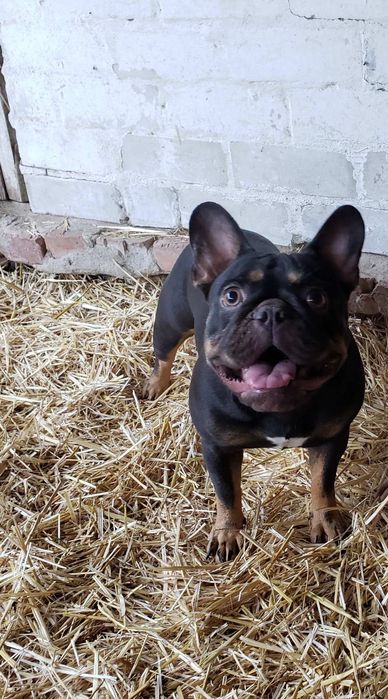 Шукає родину дівчинка французького бульдога вік 4роки