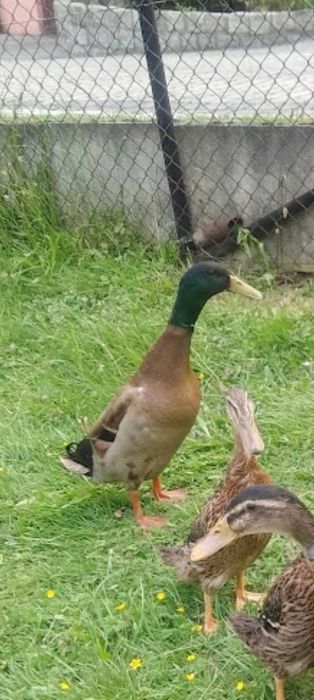 kaczor biegusy indyjskie i biały Australop