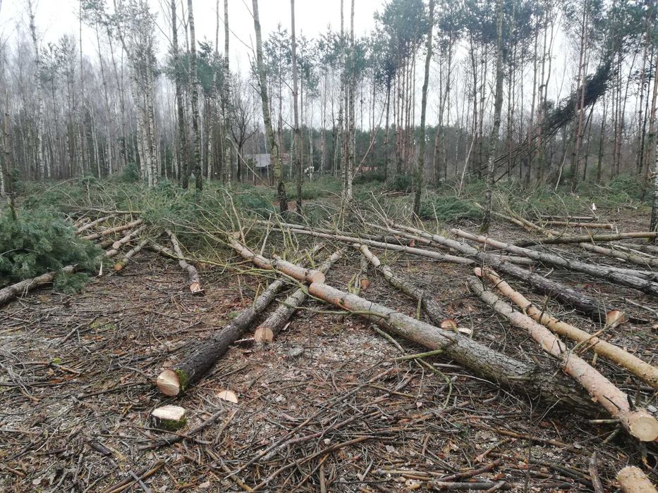 Stemple sosnowe na wymiar 3 3,5 4 m słupki drewniane