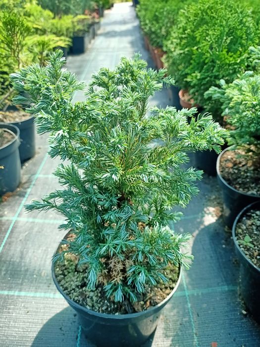 Ялівець горизонтальний Мінт Джулеп 'Mint Julep '  C1,5; P9