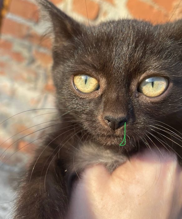 Кошеня у добрі руки!