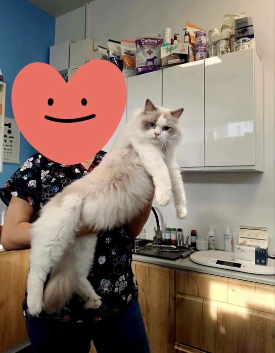 Ragdoll  Ragdolle FPL /FIFE prawdziwy rodowod Duza wyprawka