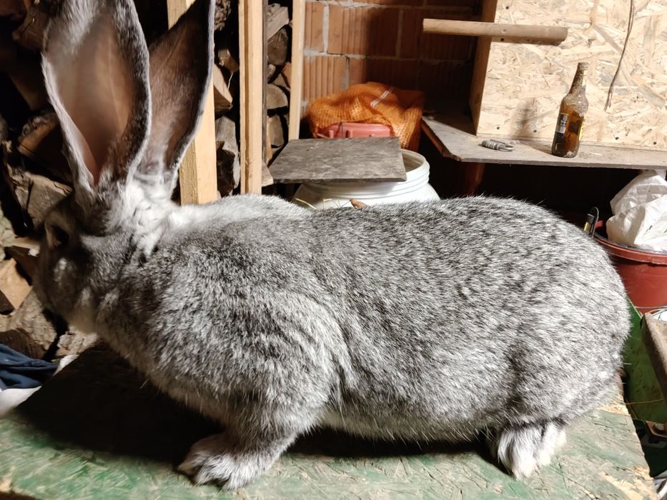 Sprzedam królika Belga